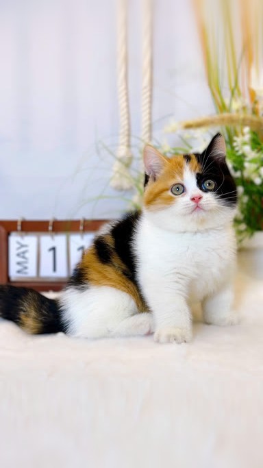 Character image of Calico cat