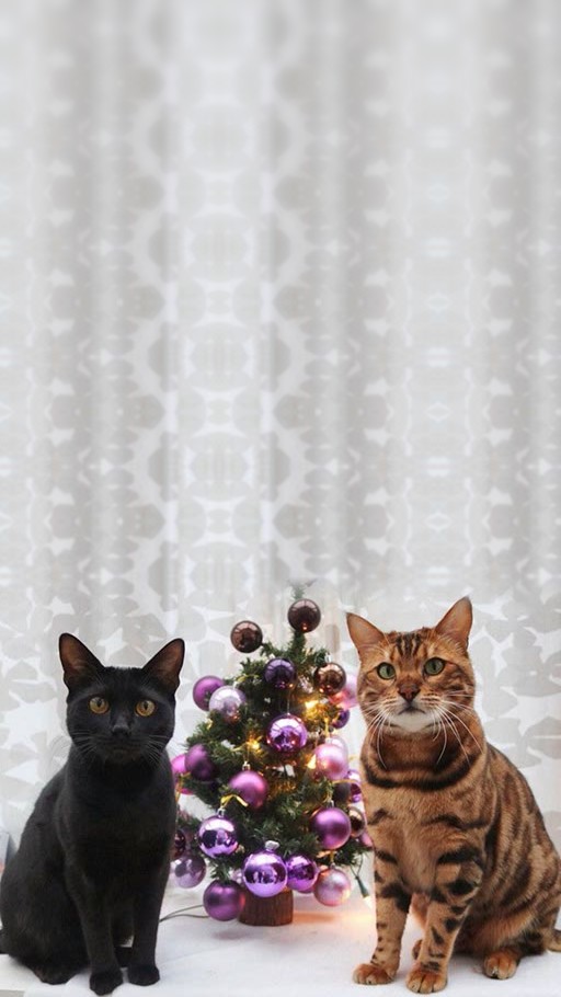 Character image of Black cat and tabby cat